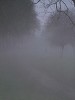 Fogbound at Ashton Park